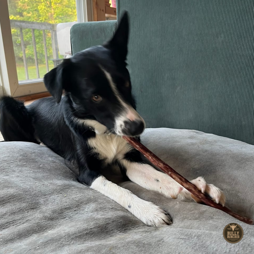 Champion Chew 12 in