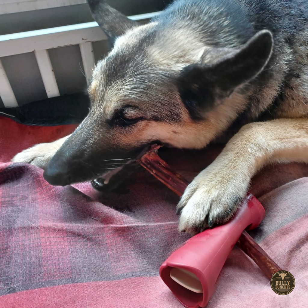 Champion Chew 12 in