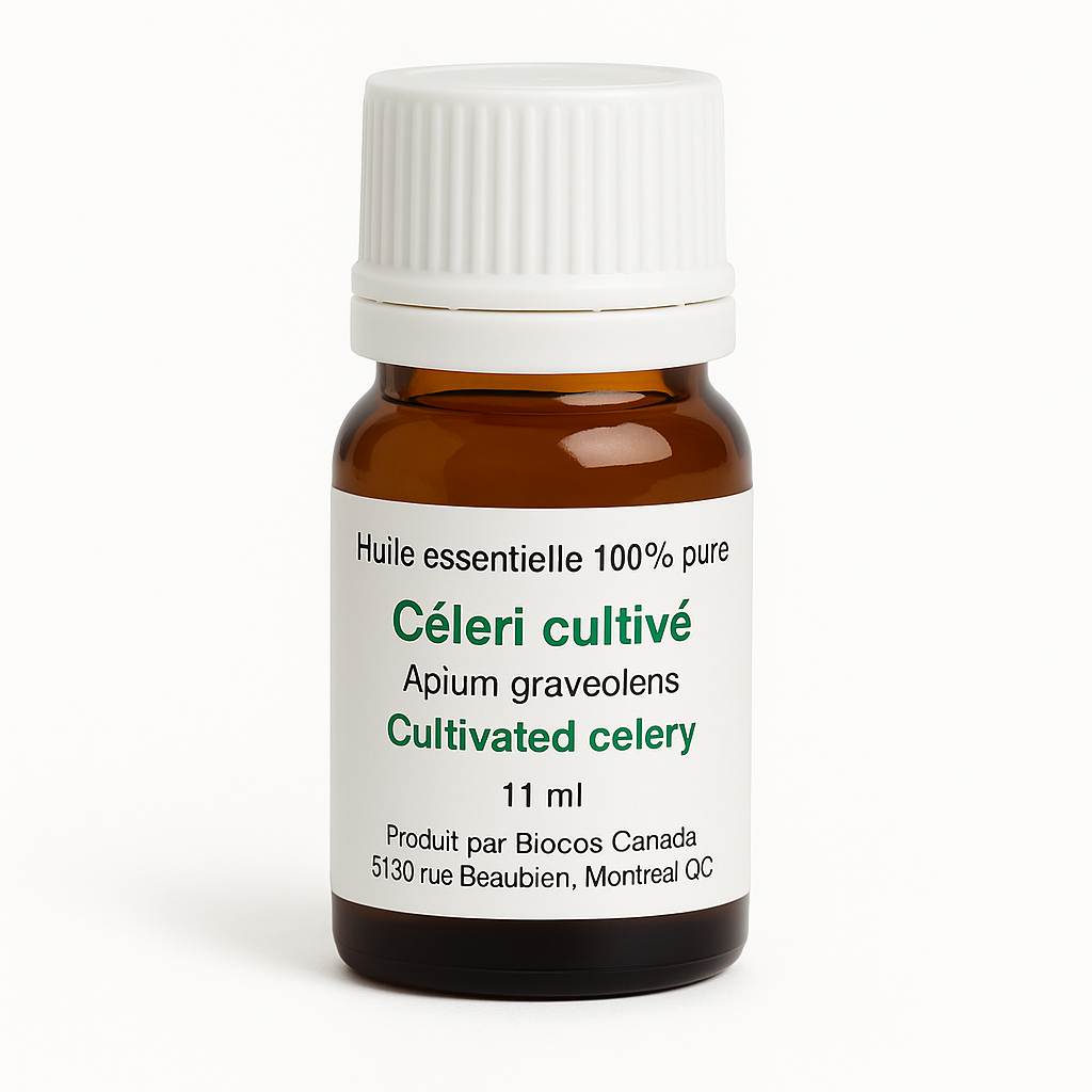Céleri cultivé