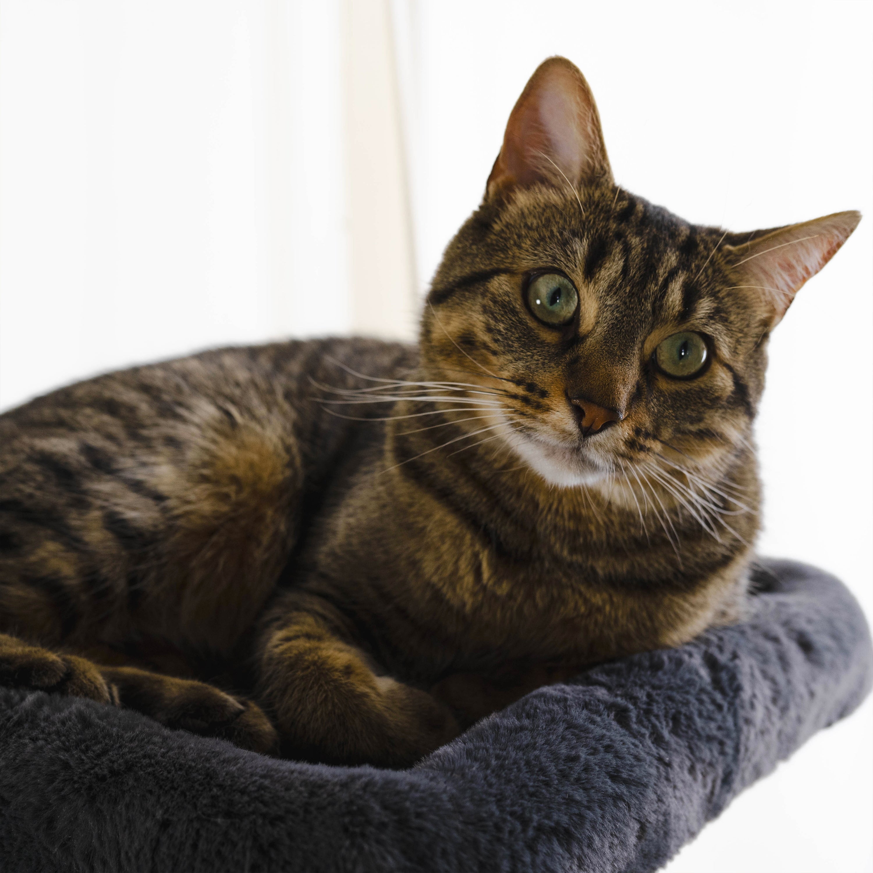 3-Tier Deluxe Cat Tree
