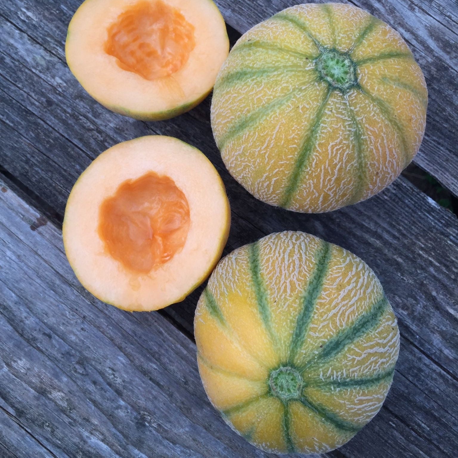 Semences de Melon Minnesota Midget