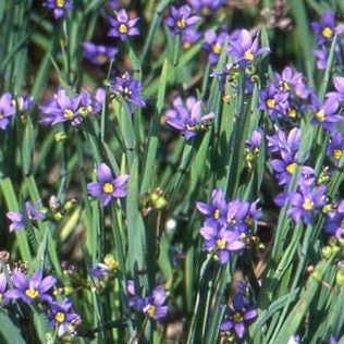 Sisyrinchium (Blue-eyed grasses) Seeds