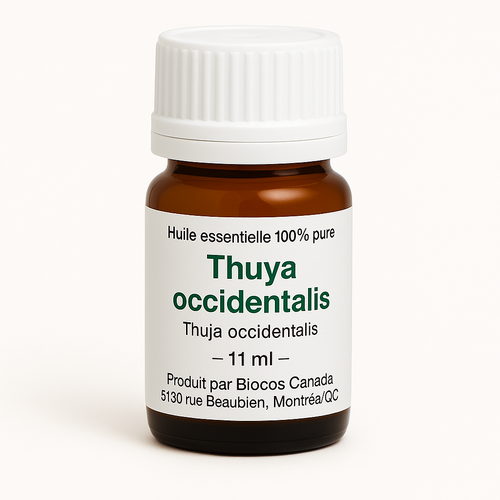 Arborvitae Oil (Thuja occidentalis)