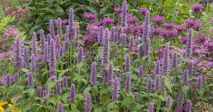 Seeds - Anise hyssop