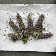 Seeds - Anise hyssop