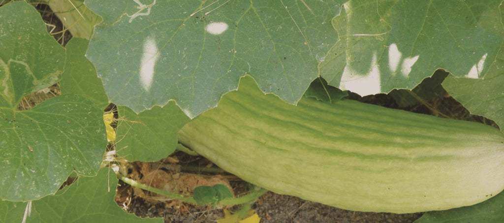 Armenian Cucumber Seeds