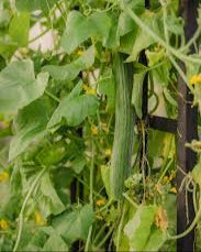 Armenian Cucumber Seeds