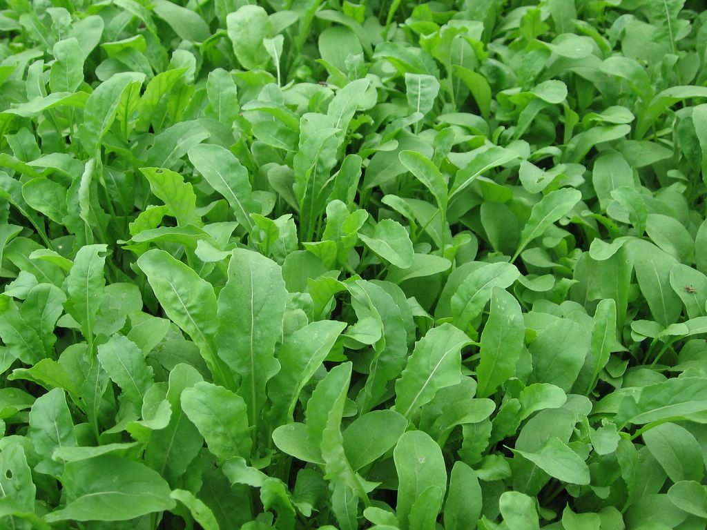 Arugula seeds
