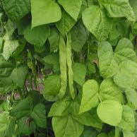 Aztec dwarf bean seeds
