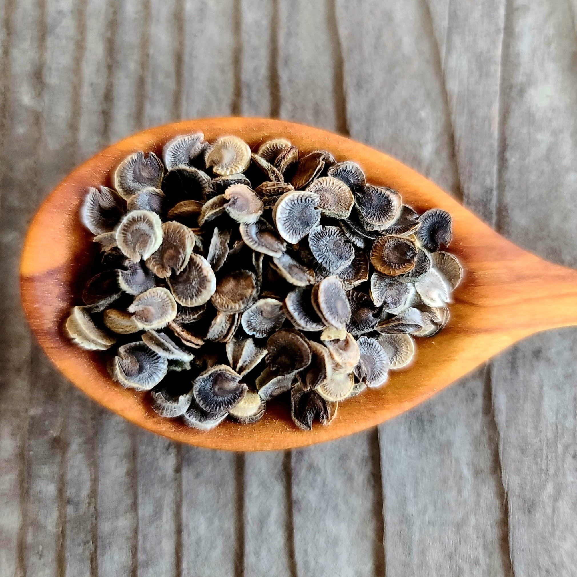 Hollyhock seeds