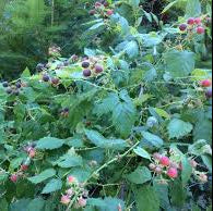 Black Raspberry Seeds