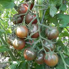 Black Cherry tomato seeds