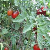 Tomato Seeds Black Plum
