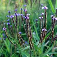 Semences de verveine bleue européenne