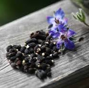 Borage seeds