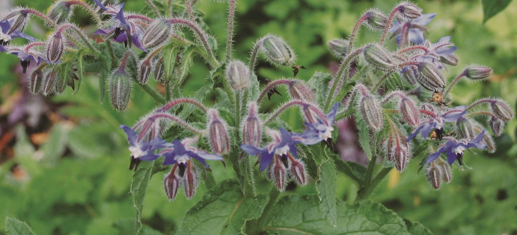 Borage seeds
