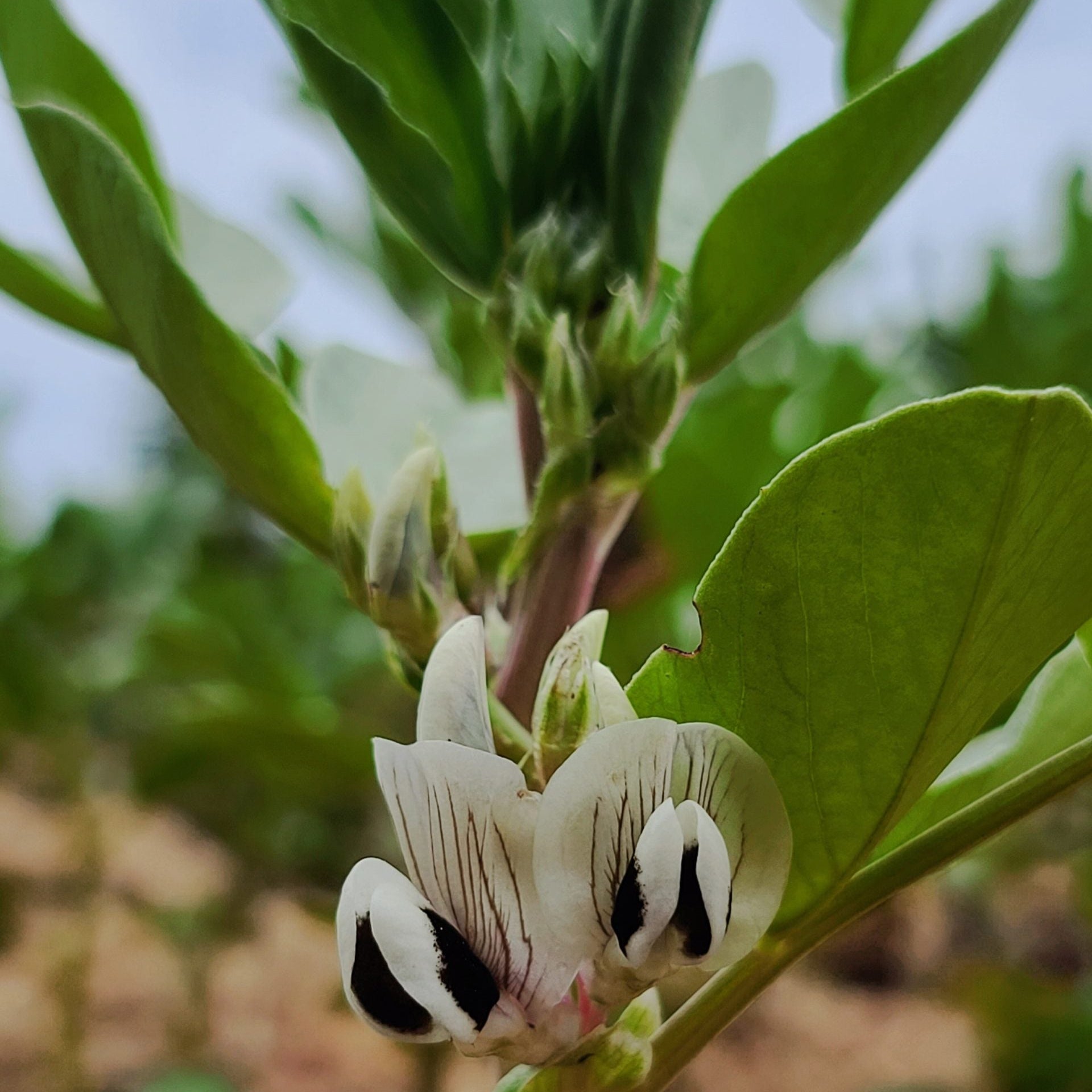 Broad Bean Seeds