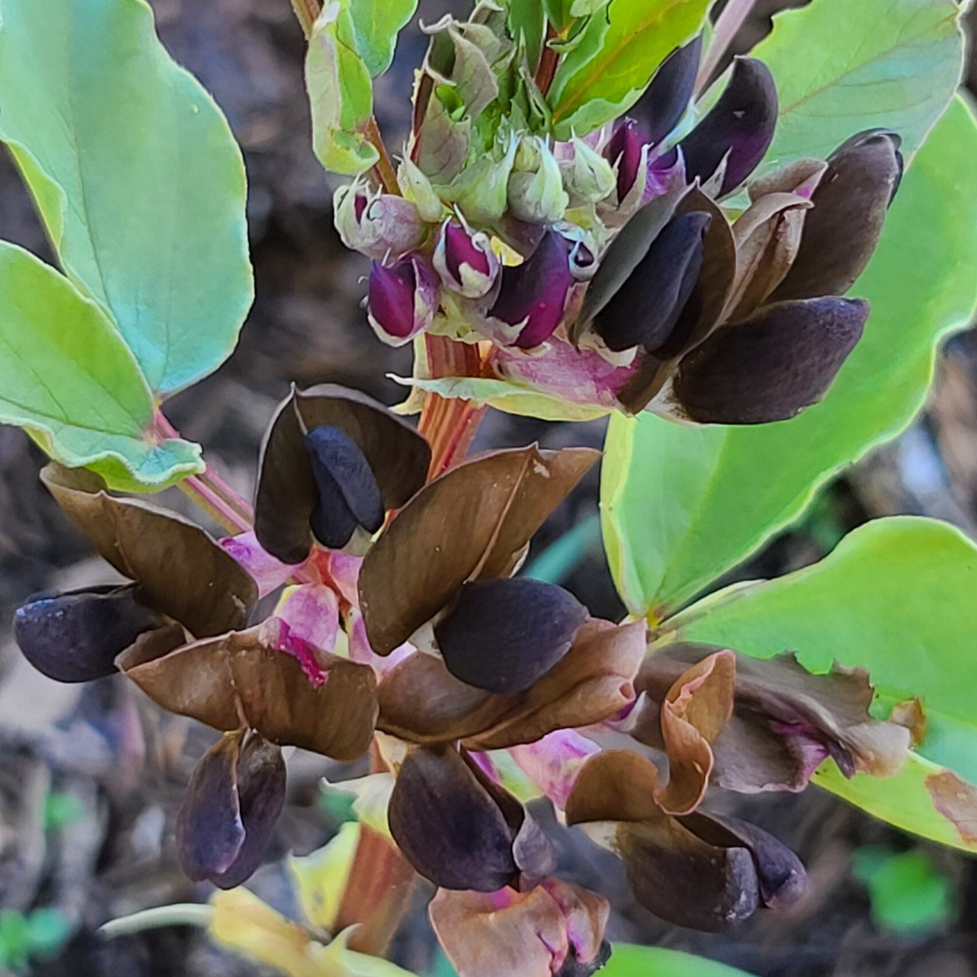 Plante de fèves 