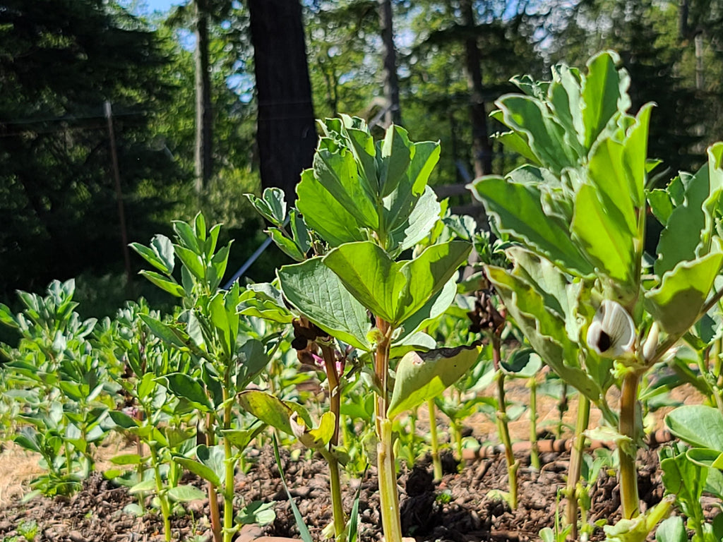 Broad Bean Mix - Seeds
