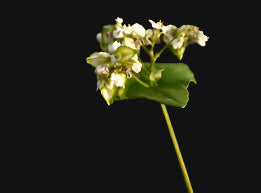 Buckwheat Seeds