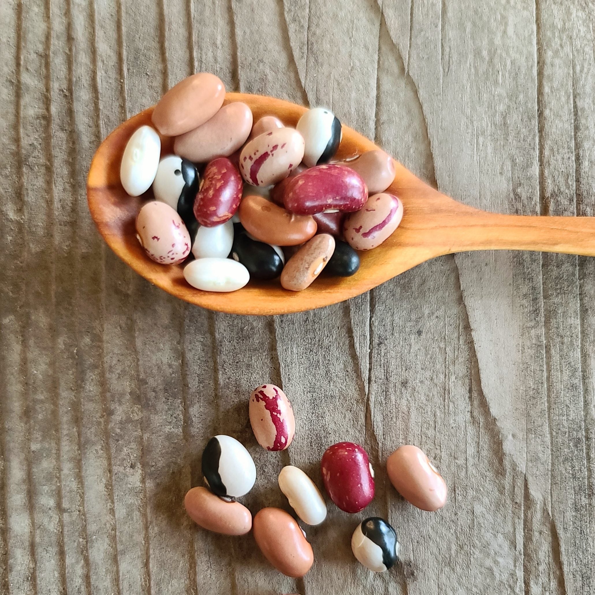 Semences de haricots nains