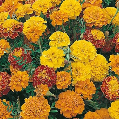 French Marigold Seeds