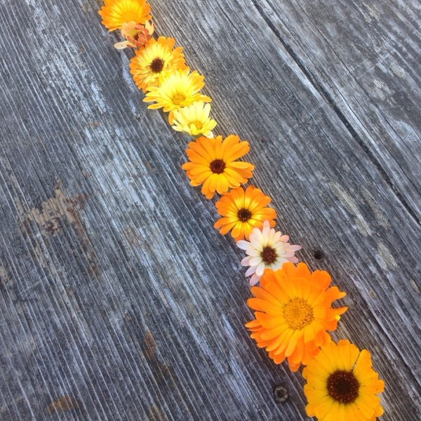 Calendula (pot marigold) seeds