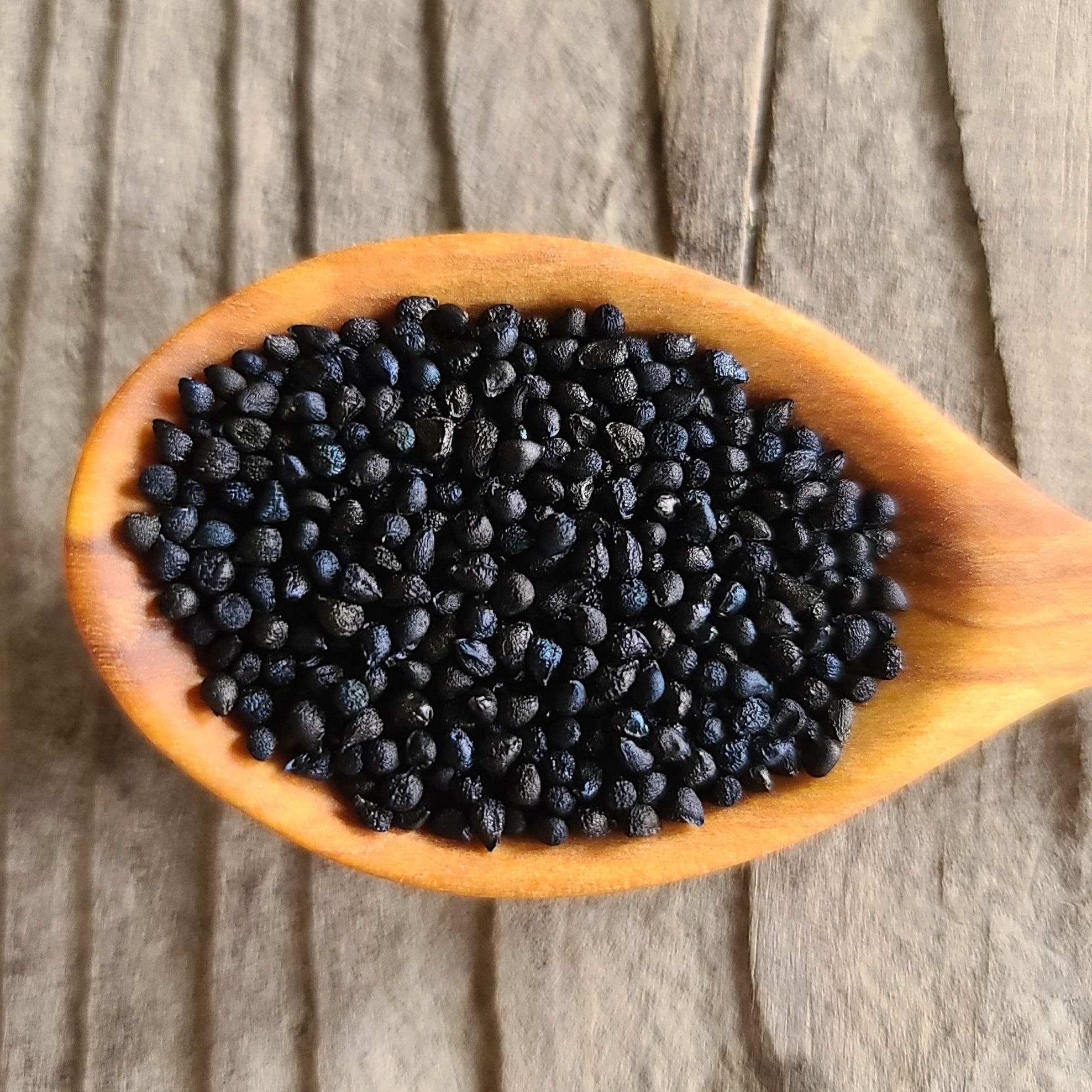Common camas seeds (Camassia quamash)