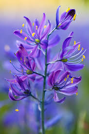 Semences de camas commun (Camassia quamash)