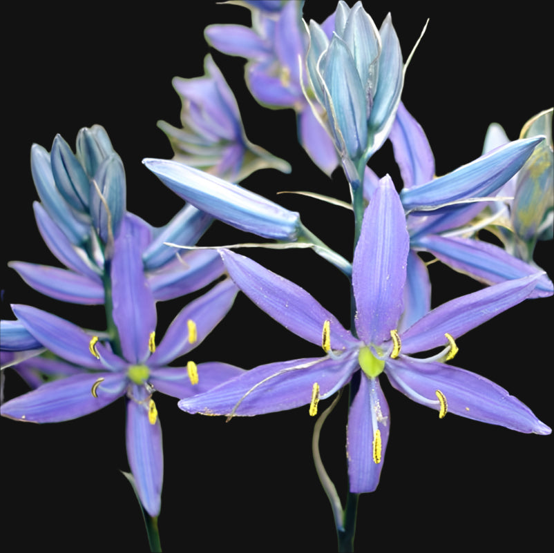 Common camas seeds (Camassia quamash)