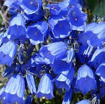 Canterbury Bells seeds