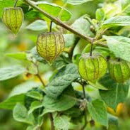 Semences de physalis du Cap (Cape Gooseberry)