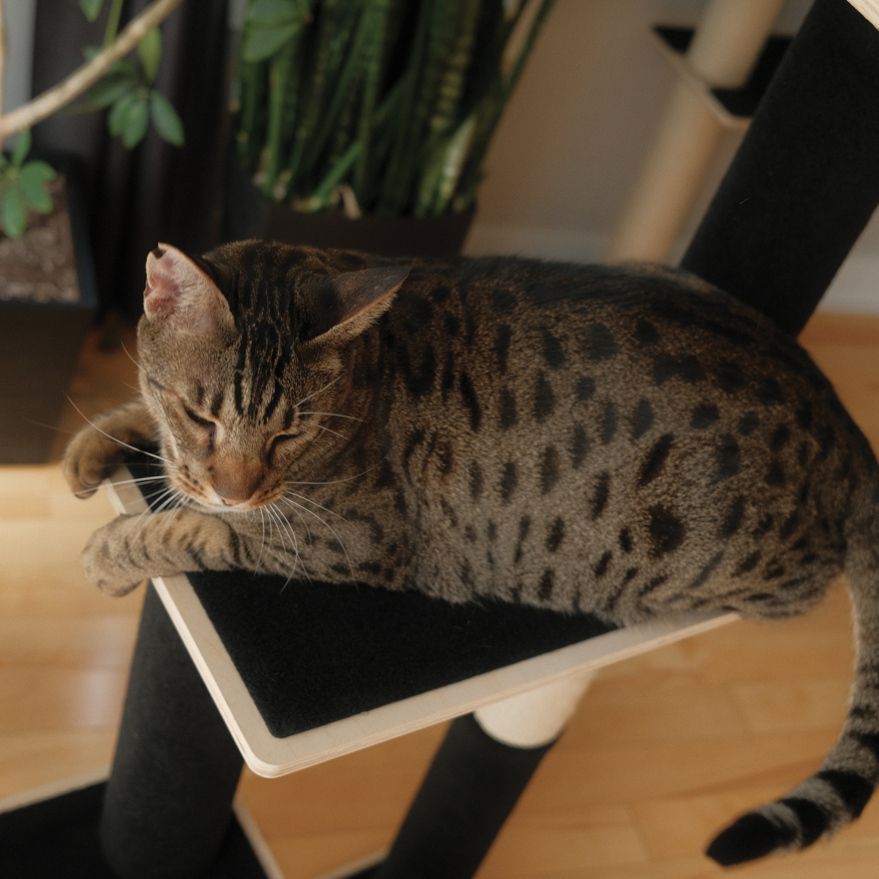 Plywood Cat Tree – 3 Tiers