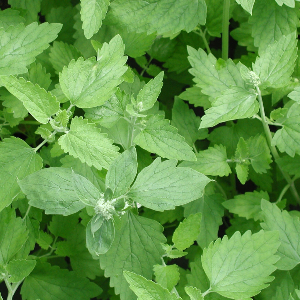 Catnip seeds