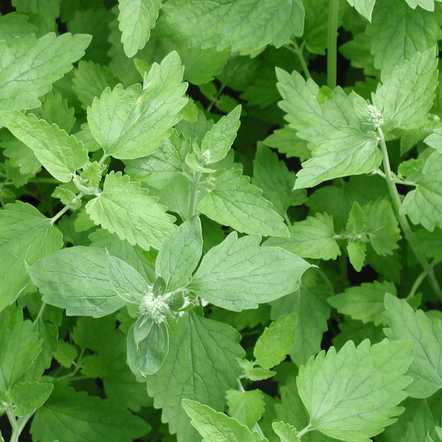 Catnip seeds