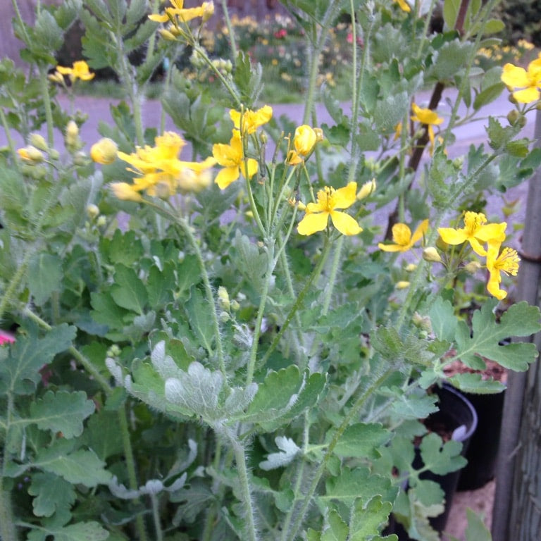 Greater Celandine Seeds