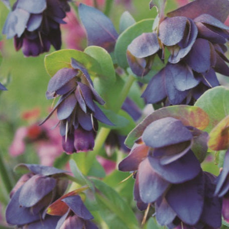 Honeywort seeds