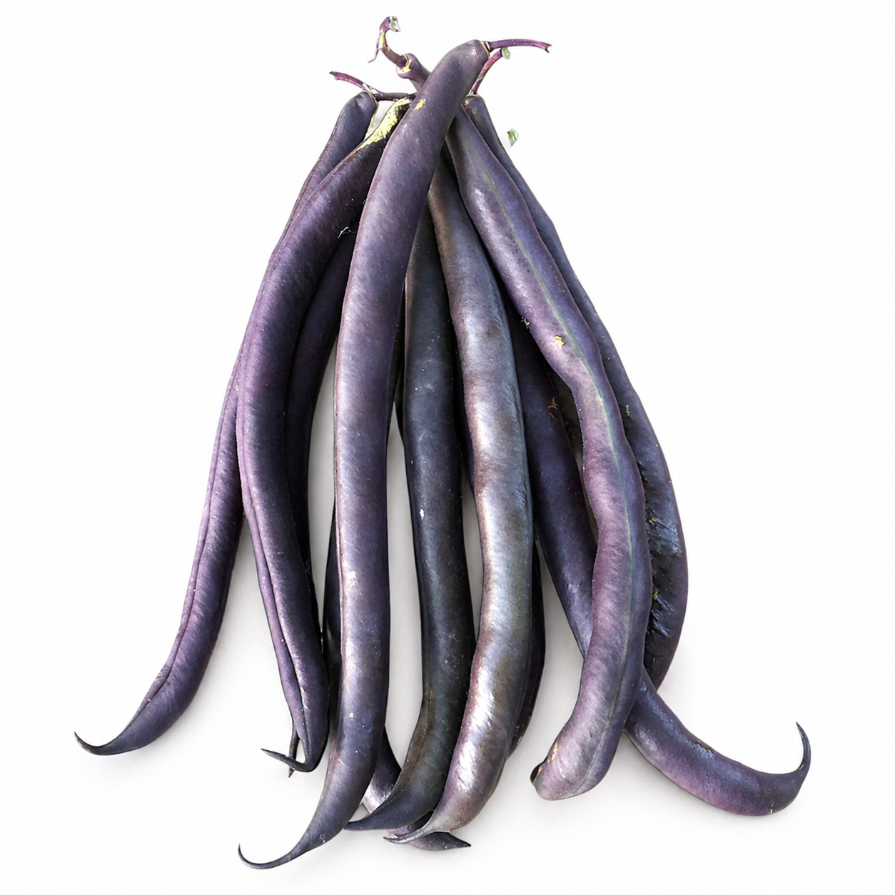 Semences de Haricot nain Royal Burgundy