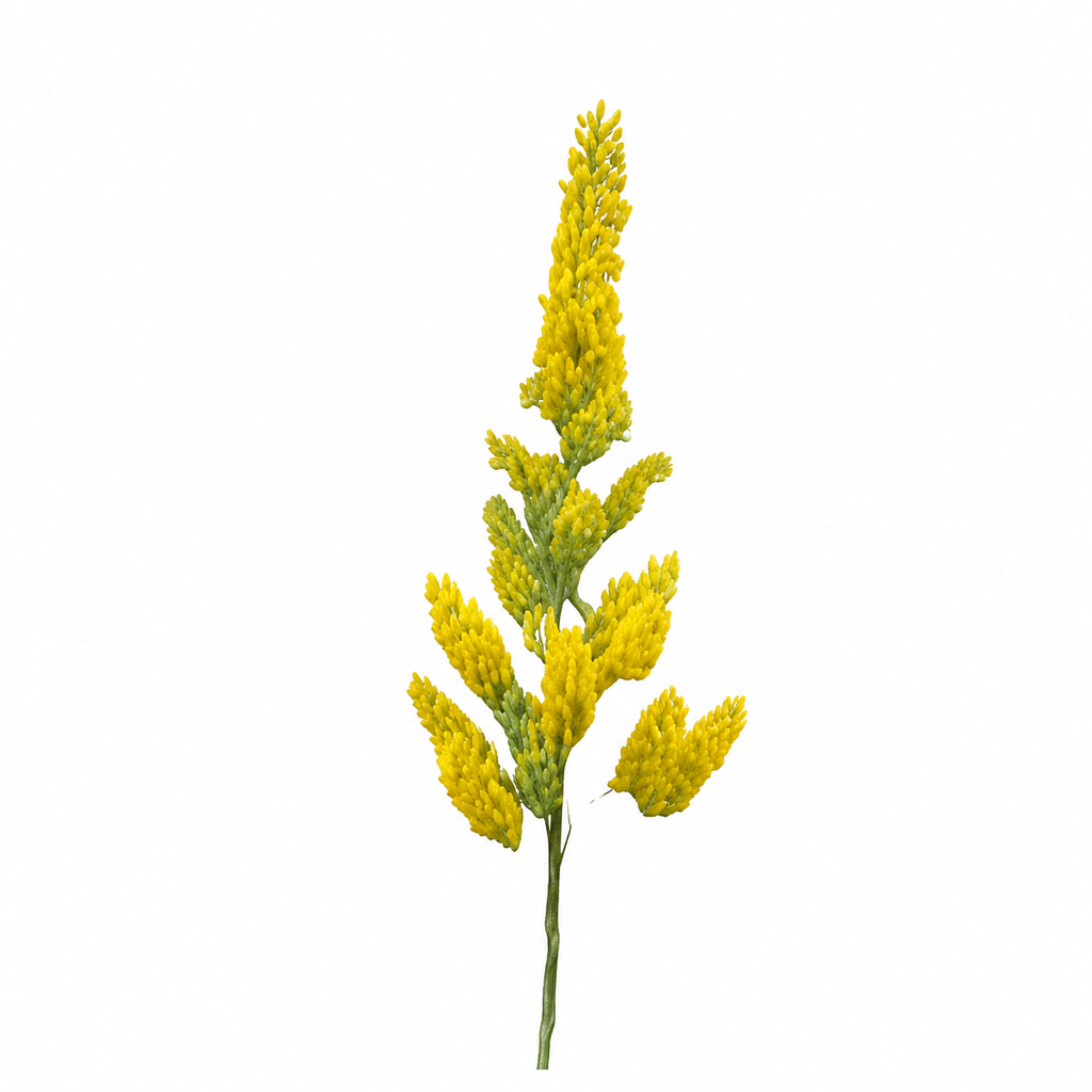 Semences de verge d'or