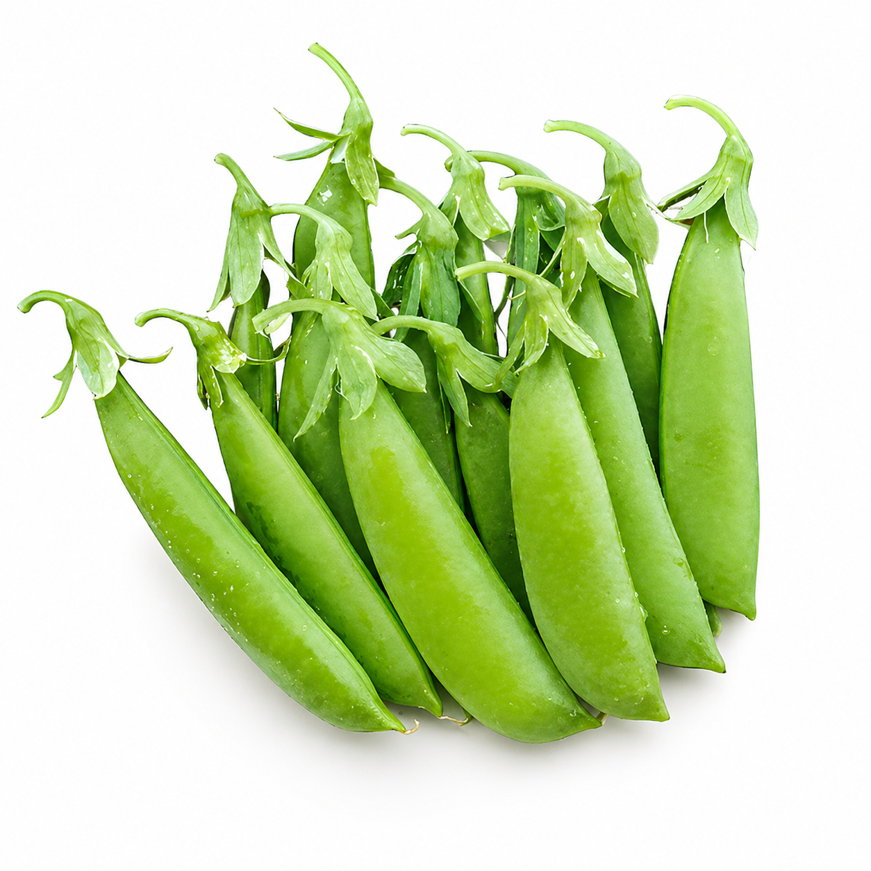 Semences de pois mange-tout