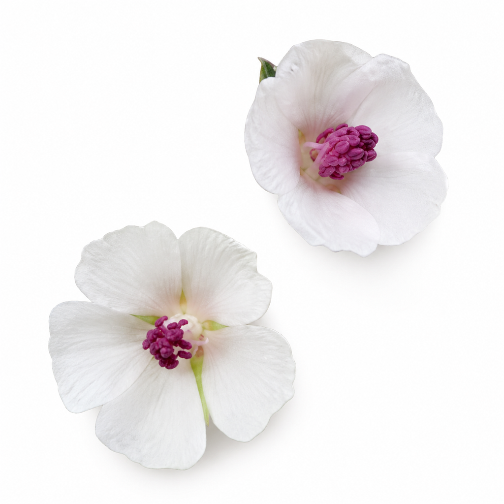 Semences de Guimauve (Marshmallow)