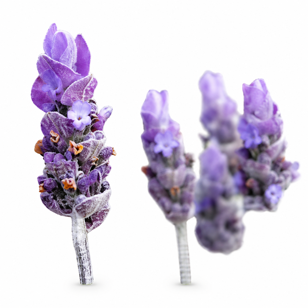 Lavender Seeds