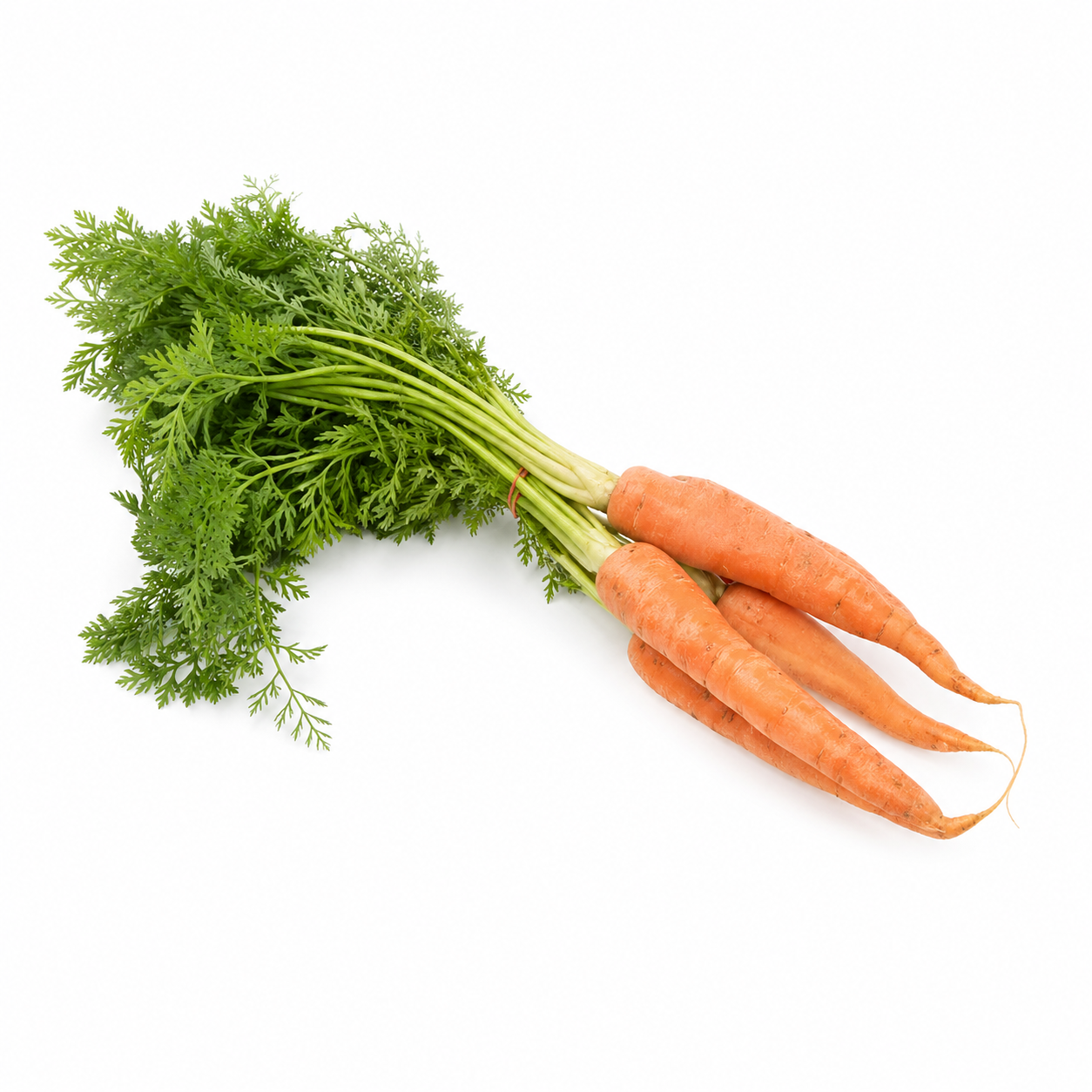 Carrot seeds