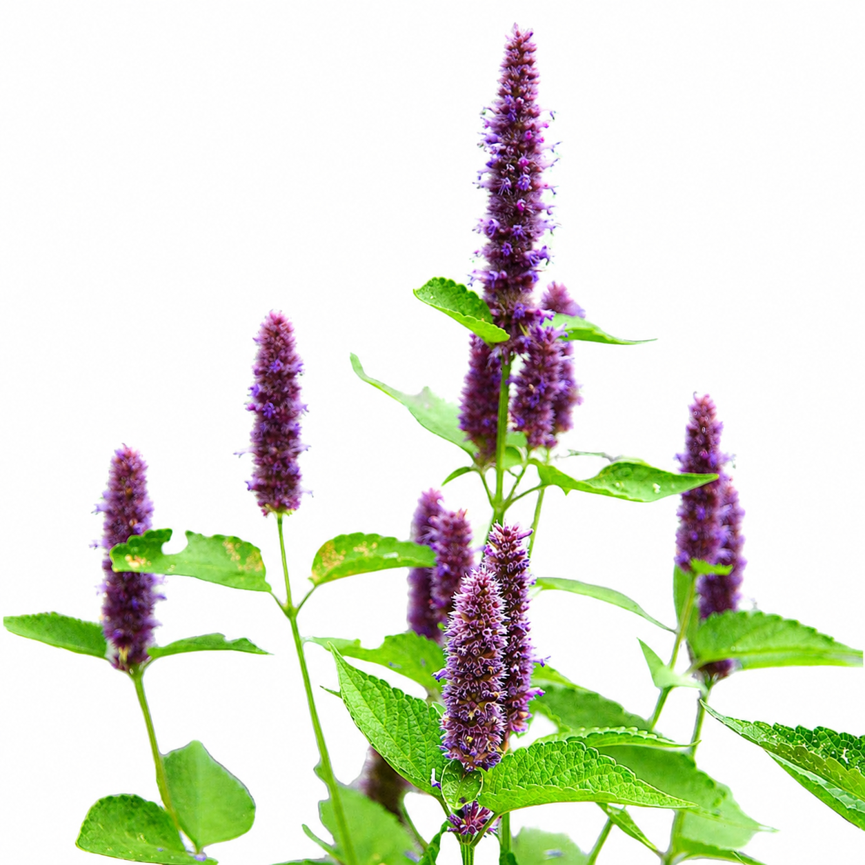 Seeds - Anise hyssop