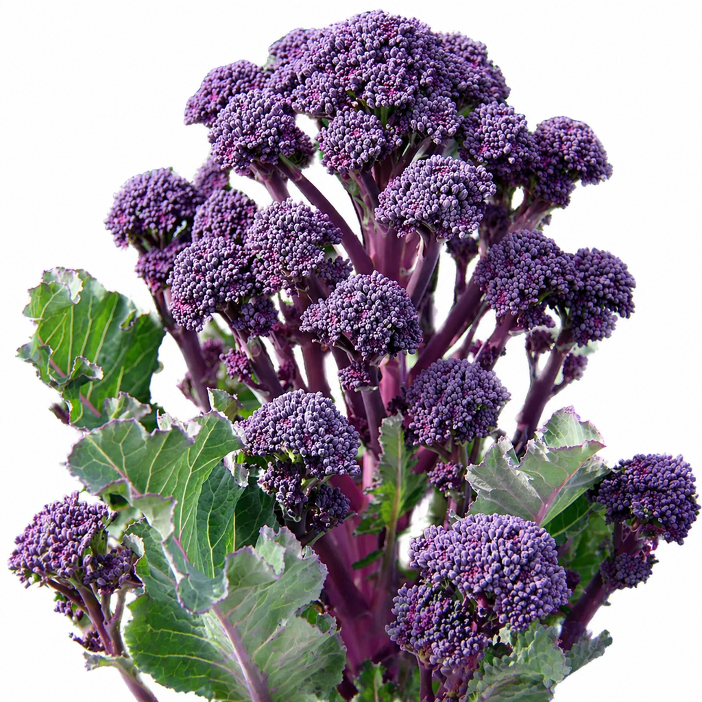 Purple Sprouting Broccoli Seeds
