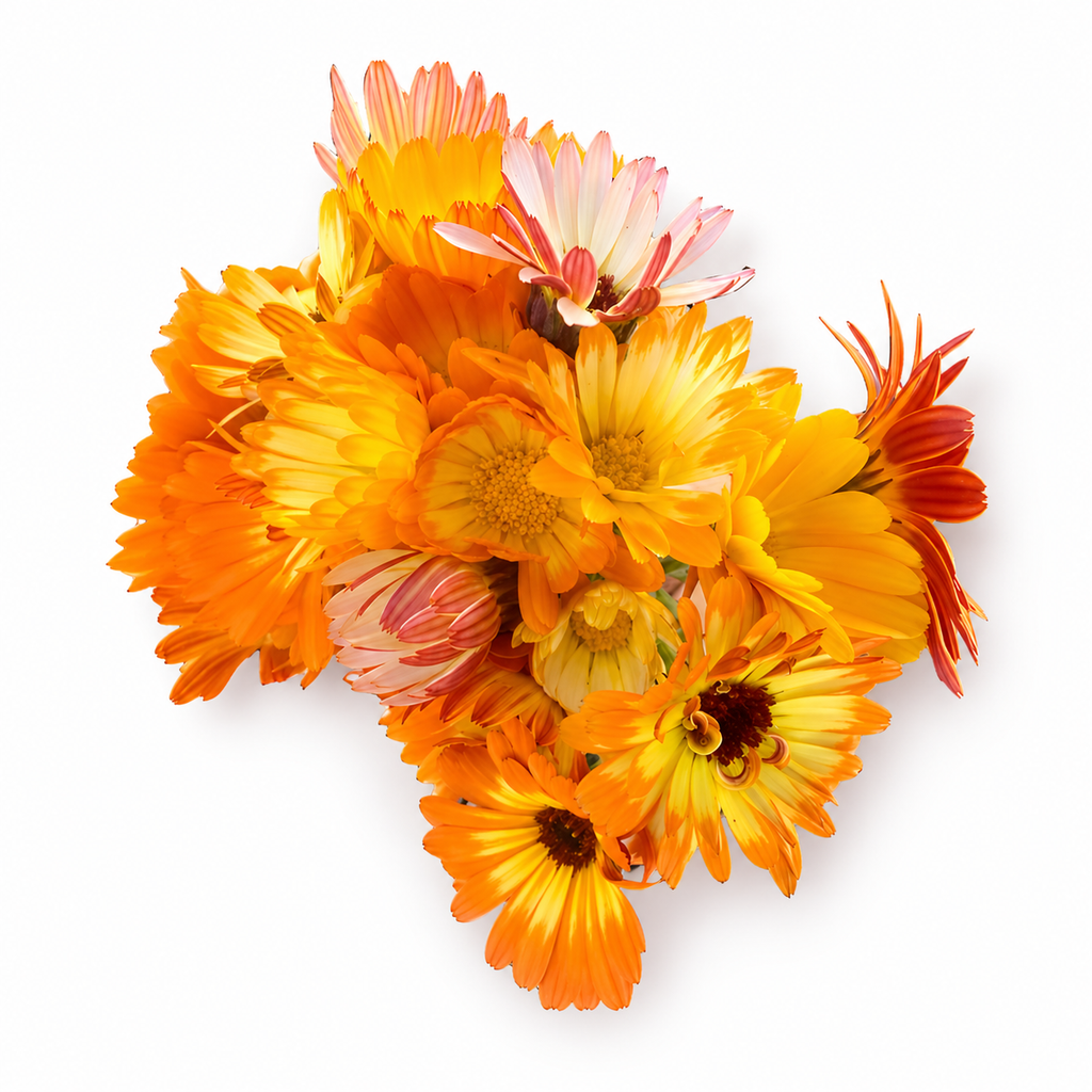 Calendula (pot marigold) seeds