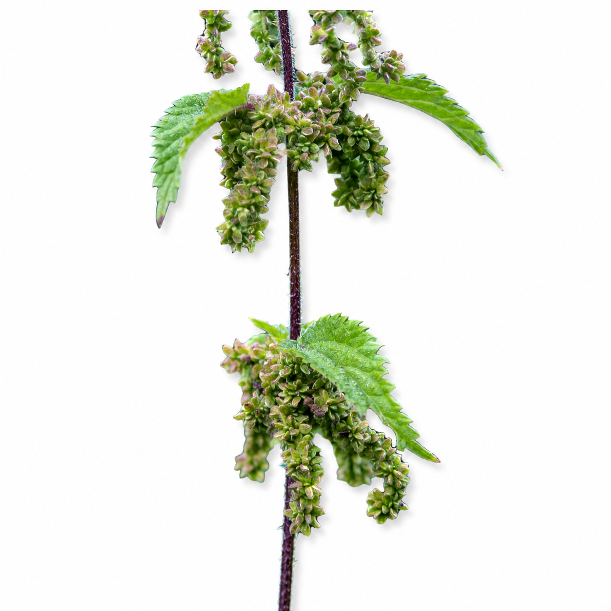Stinging Nettle Seeds