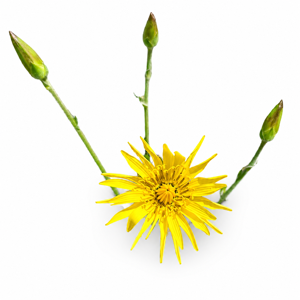 Semences de la scorsonère (Black Salsify)