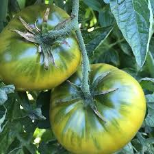 Cherokee Green Giant tomato seeds