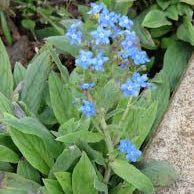 Semences de myosotis chinois